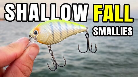 I NEVER Expected This Bait to Work! (Shallow Fall Smallmouth)