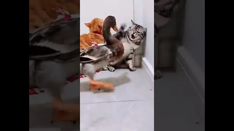 funny duck #Shorts #tiktok #cats