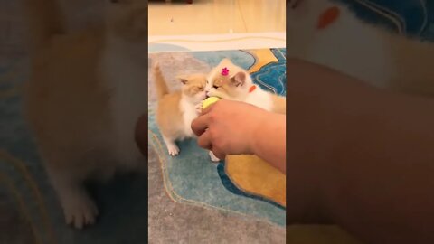 So Cute Baby Cat Eat 🍼😻😽| #shorts #shortsfeed #cutecats