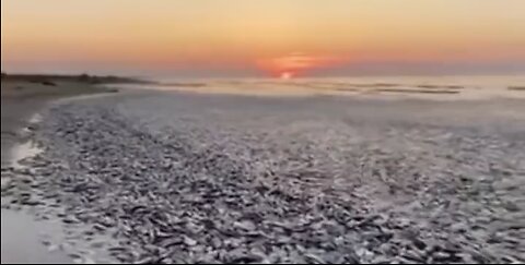 Thousands of dead fish washed up on a beach in Texas