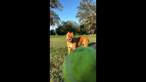 MASSIVE Pit Bull slow-mo chasing ball 🦁🎾