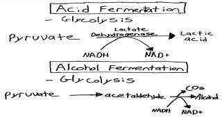 General Biology - Aerobic and Anaerobic Cellular Respiration