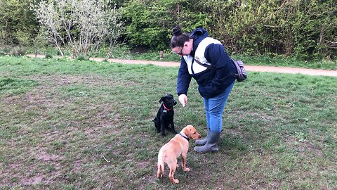 Gaby Isla and co at Heysham dog park Lancashire uk