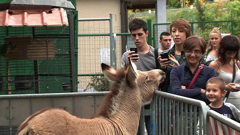 Meet Ippo The Zonkey