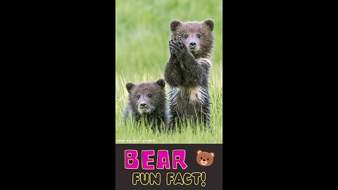 Bears: Nature's Remarkable Giants #funfactforkids #shorts #videos