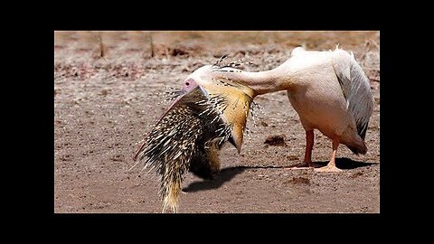 Unbelievable! Hungry Bird That Swallows Preys Within 5 Seconds