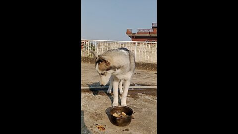 today my Husky eating beef soup