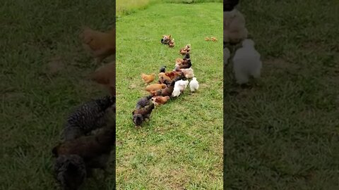 Feeding time for chickens