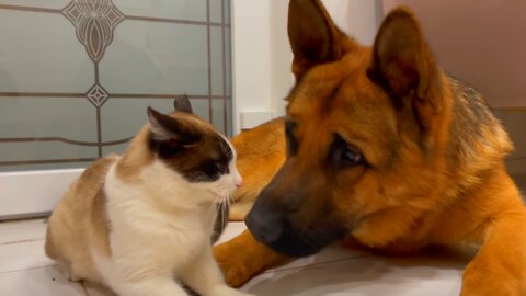 Poor German Shepherd Attacked by Cat