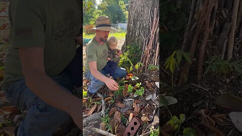 Saving Cassava Through Winter in Zone 8! (Keeping cassava cuttings alive test)