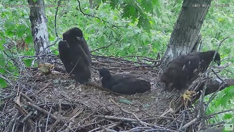 Hays Bald Eagles H17 takes a fleap to the crib rails 2022 05 14 19:20