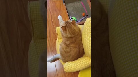 FUNNY CUTE KITTEN - Tiktok Compiled #Shorts