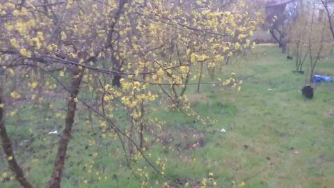 March 6th, Cornus mas, Cornelian cherry trees in bloom (P4)