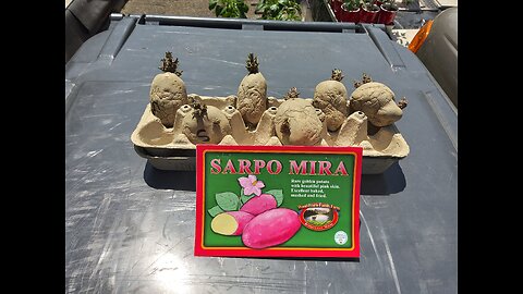 Planting Sarpo Mira potatoes in containers 4/26/23