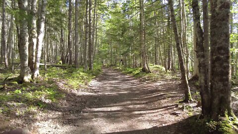 Getting Lost in the Forest in Canada