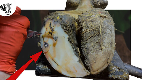 *this is INCREDIBLE!* - CAVITY in COW's HOOF blows BUBBLES