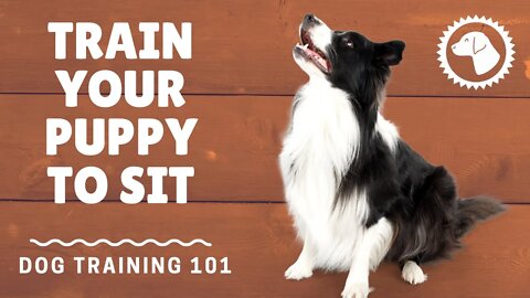 Basic Dog Training Commands: Sit | DOG TRAINING 🐶 #BrooklynsCorner