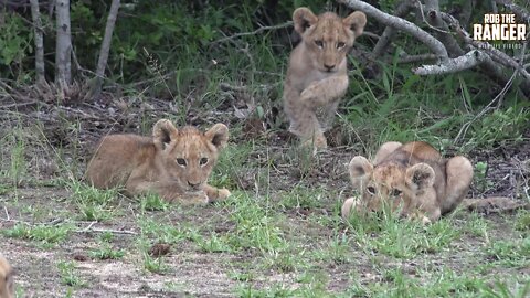 Daughters Of The Mapogo Lions - Rebuilding The Othawa Pride - 153: Playful Cubs