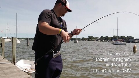 Urban Outdoors DMV, the first family of fishing in Maryland. #shorts #perchfishing #marylandfishing