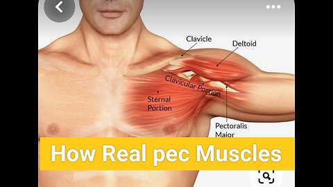 Real pec muscles