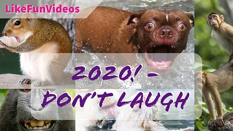 New 2020! Try Not To Laugh Watching Funny Animals Compilation _ Funniest Animals Vines