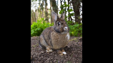 Clever rabbit