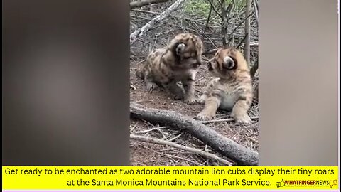 Get ready to be enchanted as two adorable mountain lion cubs display their tiny roars