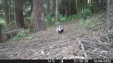 Crazy badger..!