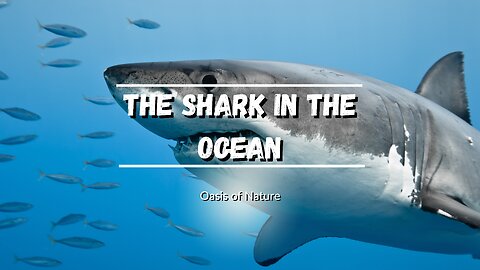 The shark in the ocean