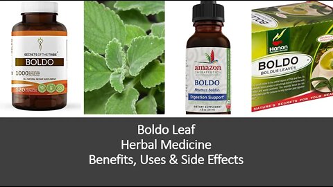 Boldo Leaf - Herbal Medicine - Benefits, Uses & Side Effects