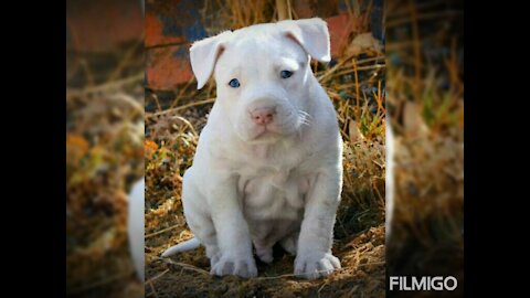 White PITBULL PUPPY TO ADULT