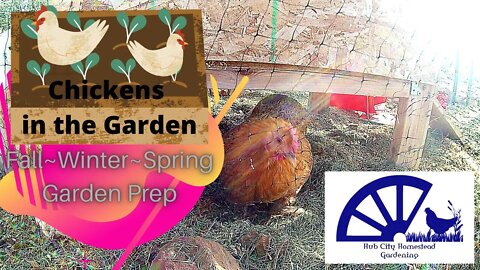 What can chickens do for your garden? ~ Fall Winter Spring Chicken Garden Prep