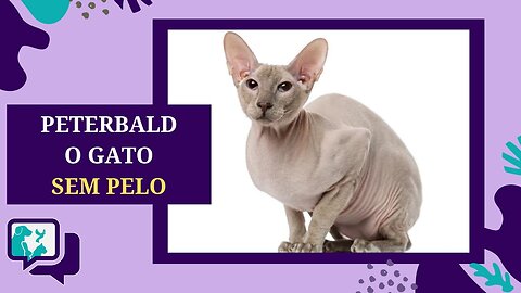 GATO SEM PELO: PETERBALD - TUDO SOBRE A RAÇA