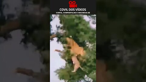 leão e leopardo brigando em cima de uma arvore 😮😮😮