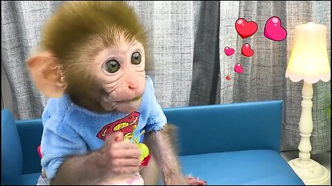 MONKEY Eats Mini Fruit and playing with the puppy and baby rabbit