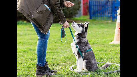 Learn How To Train Your Dog In FunWay As They Are Trained In Dog Training