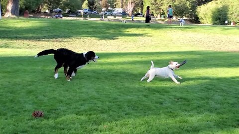 [Jack Russell Terrier Ares] play with a not so long hair Bernese mountain dog Summit