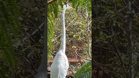 Garça Branca Grande, Zoológico de Brasília