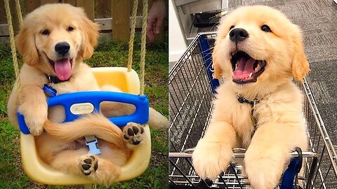 "Pawsitively Hilarious: Cute and Funny Doggos Unleashed!"