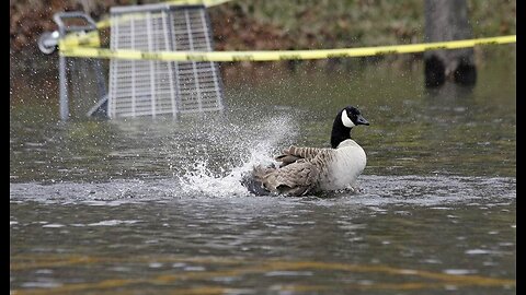 Duck, Duck, Goose! Three Fowl Stories for Your Sunday