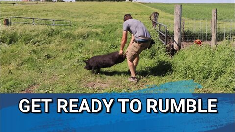 I Wrestled A Pig | Idaho Pasture Pigs