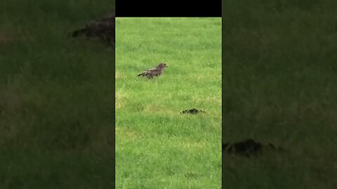 A Buzzard #birds #birdsofprey #animals #wildlife #new #shorts #shortsvideo #shortsfeed #subscribe