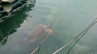 Rare Sea Turtle Spotted Swimming Near A Port In Greece