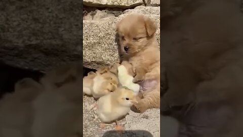 Cute Pets: Puppy and Duckling Friend