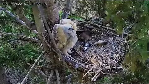 Ellis Farm-Owlet On Defense Before Mom Returns 🦉5/29/22 17:54