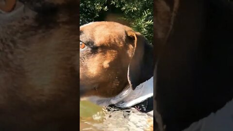 #dog #gopro #boiseriver #swim #fun