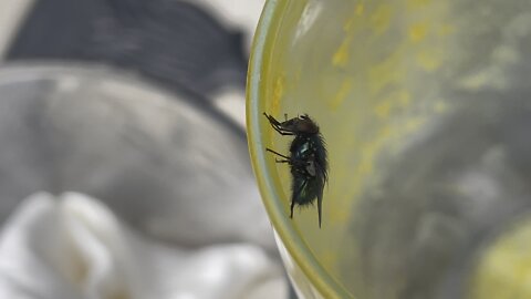 The Return of the Fly