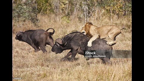 Buffalo fight back against lion