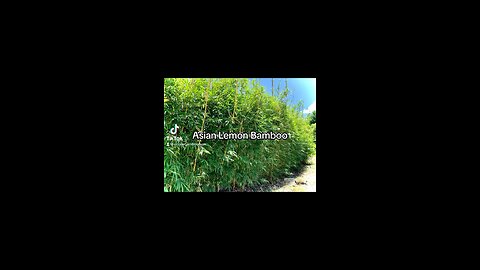 Asian Lemon Bamboo - Bamboo with Lemon Colired Yellow canes - Ocoee Bamboo Farm 407-777-4807