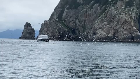 Whales feeding at Kenai National park. Alaska.